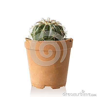 Echinopsis calochlora cactus succulent plant Stock Photo