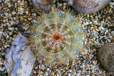 Echinopsis crysochete cactus in a garden Stock Photo