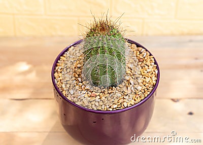 Echinopsis spachiana golden torch cactus in a purple ceramic pot Stock Photo