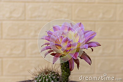 Echinopsis spachiana torch cactus or golden column cactus with flower Stock Photo