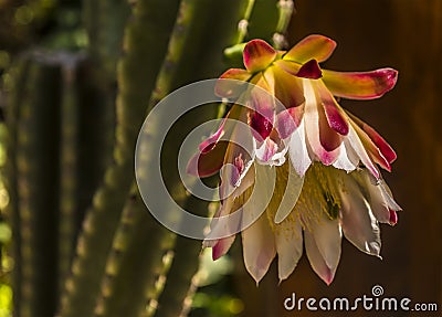 A echinopsis spiky cactus flower blooms Stock Photo