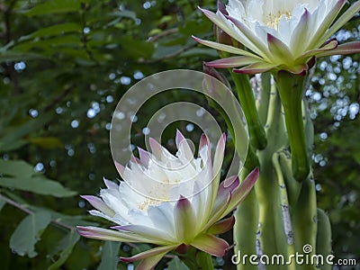 Echinopsis spiky cactus white flower Stock Photo