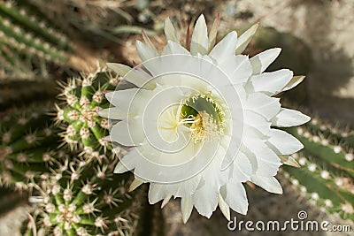 Echinopsis terscheckii flower. Blooming Cactus. Stock Photo