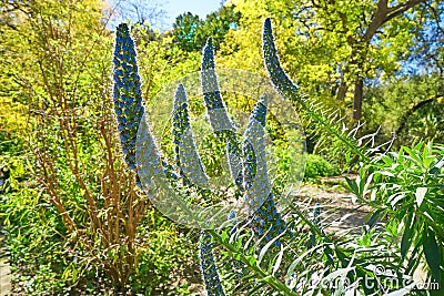 Echium Fastuosum Candicans Pride Madeira Stock Photo