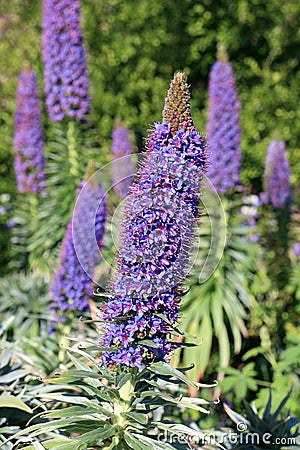 Echium fastuosum flower Stock Photo