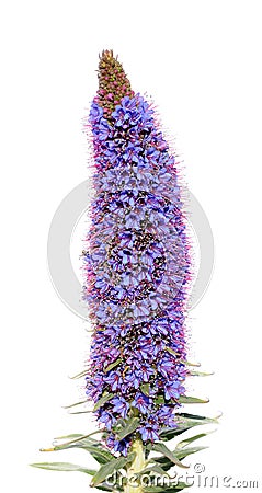 Echium fastuosum flower Stock Photo