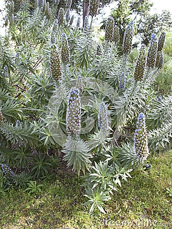 Echium fastuosum flowers Stock Photo