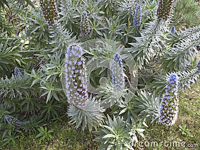 Echium fastuosum flowers Stock Photo