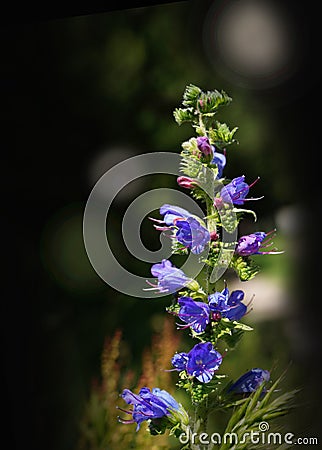 Echium vulgare known as vipers bugloss and blueweed Stock Photo