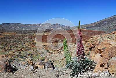 Echium Wildpretii on the Tenerife Teide volcano Stock Photo