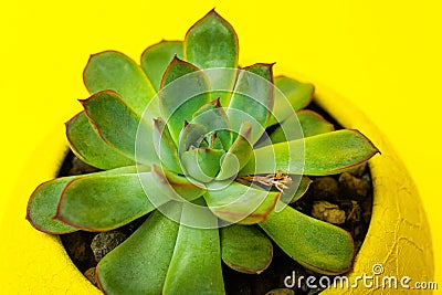 Echiveria in a yellow pot on Yellow background Stock Photo