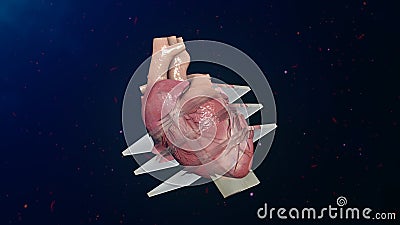 Echocardiogram Stock Photo