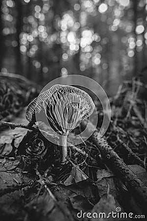 Chanterelle - macro shot - black and white Stock Photo