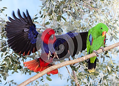 ECLECTUS eclectus roratus Stock Photo