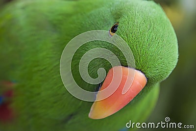 Eclectus Parrot - Male Stock Photo