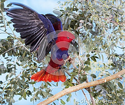 ECLECTUS PARROT eclectus roratus, FEMELLE IN FLIGHT, LANDING ON BRANCH Stock Photo