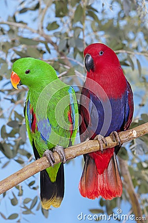 Eclectus Parrot, eclectus roratus, Pair standing on Branch, Male green and Female Red Stock Photo