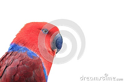 eclectus red Stock Photo