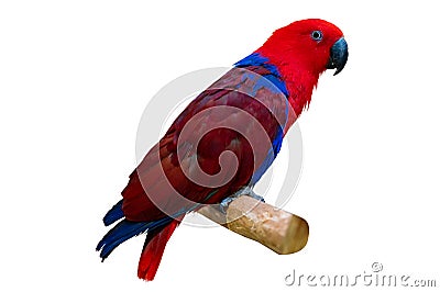 Eclectus roratus Red parakeet perching on branch on white background isolate Stock Photo
