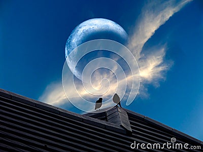 eclipse of the moon is a rare phenomenon silhouette bird Stock Photo