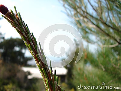 Eclipse of the sun . cloudy landscape Stock Photo