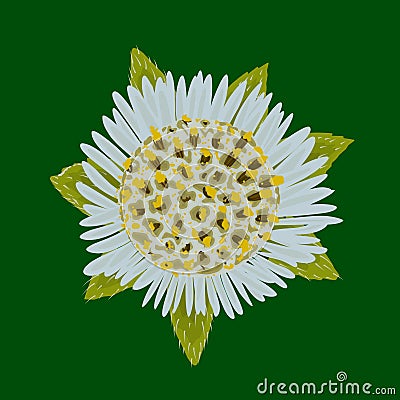 Eclipta Alba, Eclipta Prostrata or Bhringraj, also known as False Daisy is an effective herbal medicinal plant in Ayurvedic medici Vector Illustration