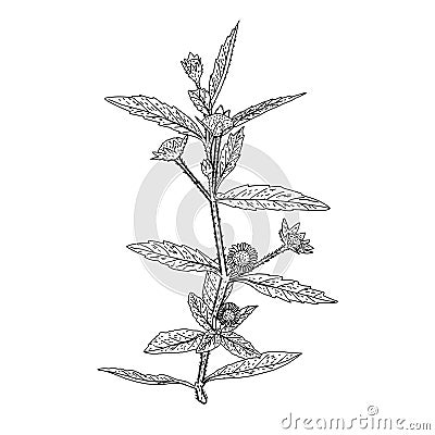 Eclipta Alba, Eclipta Prostrata or Bhringraj, also known as False Daisy is an effective herbal medicinal plant in Ayurvedic medici Vector Illustration