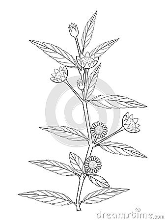 Eclipta Alba, Eclipta Prostrata or Bhringraj, also known as False Daisy is an effective herbal medicinal plant in Ayurvedic medici Vector Illustration