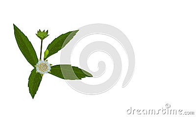 Eclipta Alba, Eclipta Prostrata or Bhringraj, also known as False Daisy is an effective herbal medicinal plant in Ayurvedic medici Vector Illustration