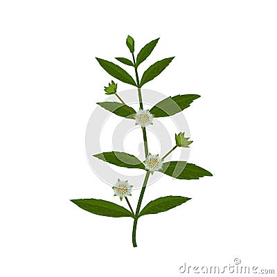 Eclipta Alba, Eclipta Prostrata or Bhringraj, also known as False Daisy is an effective herbal medicinal plant in Ayurvedic medici Vector Illustration