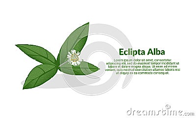 Eclipta Alba, Eclipta Prostrata or Bhringraj, also known as False Daisy is an effective herbal medicinal plant in Ayurvedic medici Vector Illustration