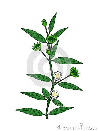 Eclipta Alba, Eclipta Prostrata or Bhringraj, also known as False Daisy is an effective herbal medicinal plant in Ayurvedic medici Vector Illustration