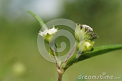 Eclipta alba (Urang-aring, false daisy, false daisy, yerba de tago, Karisalankanni, bhringraj) Stock Photo