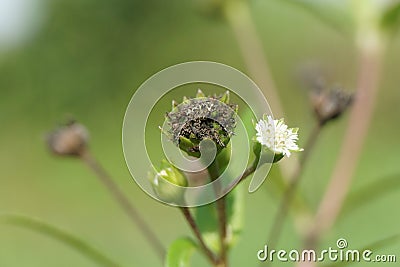 Eclipta alba (Urang-aring, false daisy, false daisy, yerba de tago, Karisalankanni, bhringraj) Stock Photo