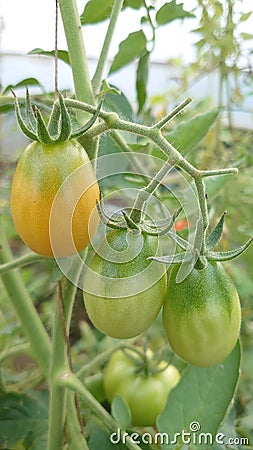 Eco agriculture - fruits and vegetables cultivated with bio standards - tomatoes, eggplant and peppers Stock Photo