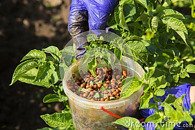 eco biological agriculture. Stock Photo