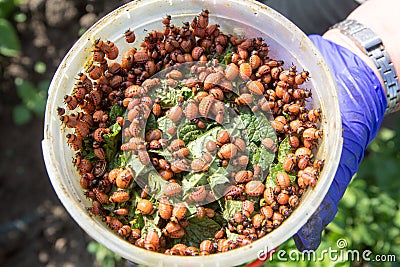 eco biological agriculture. Stock Photo