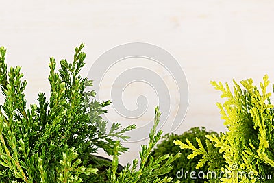 Eco border of green young conifer branches close up on beige wood board background. Stock Photo