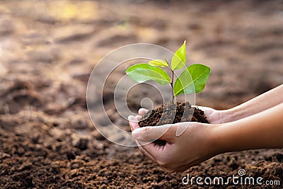 eco earth day concept. hand holdig big tree growing on green background Stock Photo