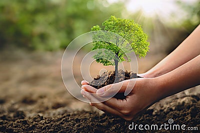 eco earth day concept. hand holdig big tree growing on green background Stock Photo