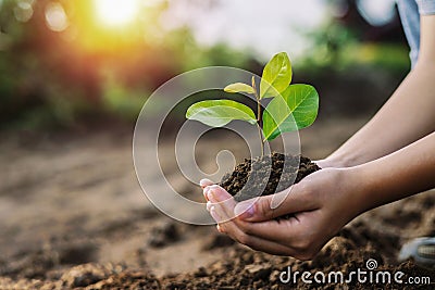 eco earth day concept. hand holdig big tree growing on green background Stock Photo