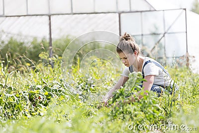 Mid adult farmer harvesting vegetables at farm Stock Photo