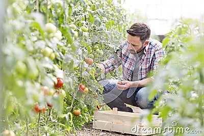 Mid adult man harvesting tomatoes at farm Stock Photo