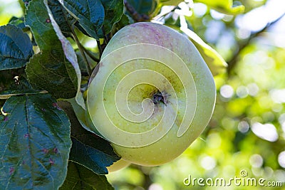 Eco farm with biological orchard, organic apples ripening on apple tree Stock Photo