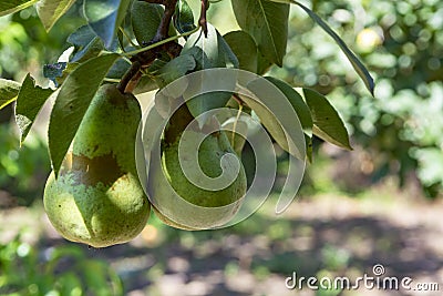 Eco farm with biological orchard, organic conference pear fruit ripening on tree Stock Photo