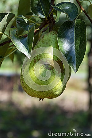 Eco farm with biological orchard, organic conference pear fruit ripening on tree Stock Photo