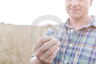 Midsection of mature farmer examining wheat at farm Stock Photo
