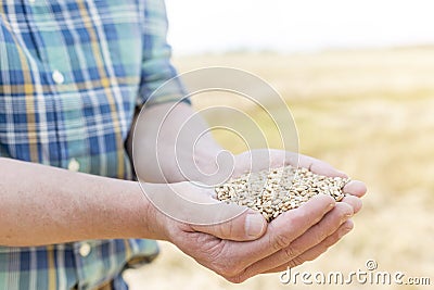 Midsection of mature farmer holding handful of wheat grains at farm Stock Photo