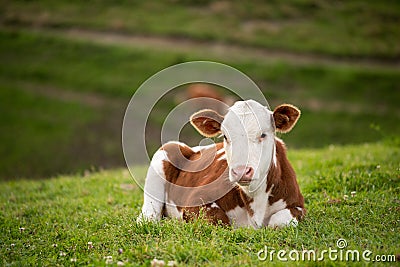 Eco farming in country side on Romanian mountains aerial view from drone Stock Photo