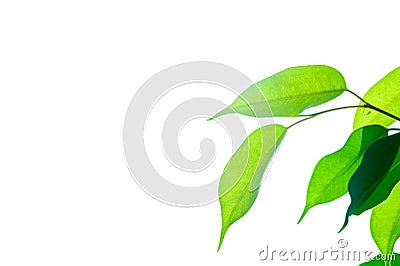 Eco-friendly concept, bright sunlight through green leaves Stock Photo